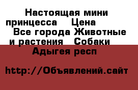 Настоящая мини принцесса  › Цена ­ 25 000 - Все города Животные и растения » Собаки   . Адыгея респ.